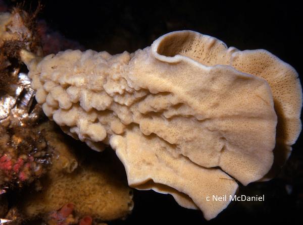 Photo of Semisuberites cribrosa by <a href="http://www.seastarsofthepacificnorthwest.info/">Neil McDaniel</a>